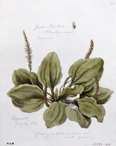 Plantago mayor, pintado en Bayswater, 24 de julio de 1859 de William James Linton